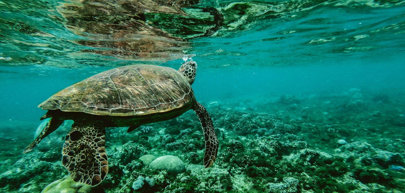 turtle in Hawaii