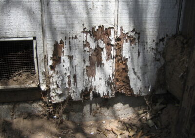 termite damage