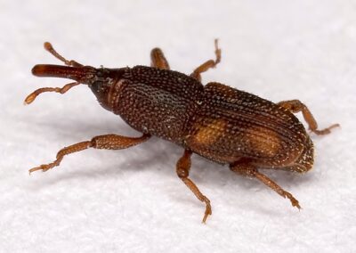 rice weevil